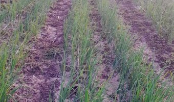 Chacra en Silípica, Santiago del Estero