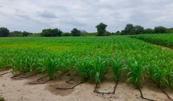 Chacra en Silípica, Santiago del Estero