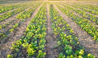 Chacra en Silípica, Santiago del Estero